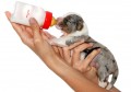 Royal Canin Puppy Pro Tech        , 1,2